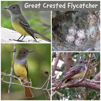 Great Crested Flycatcher